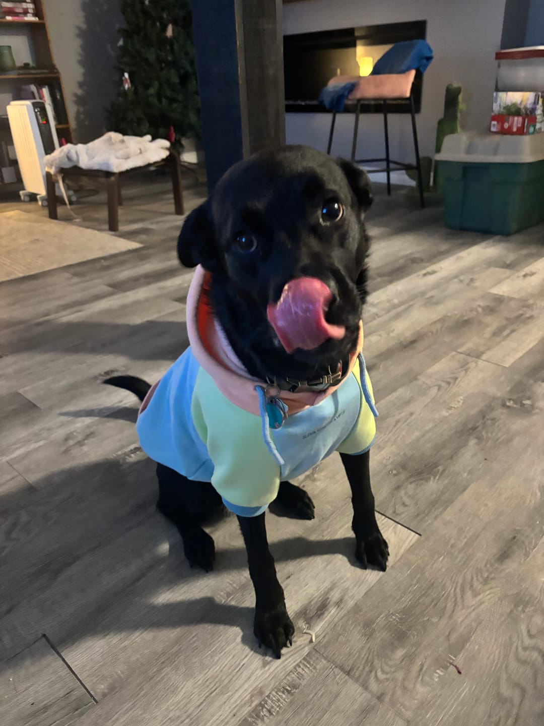 Customer photo review of Jelly Bean Dog Hoodie