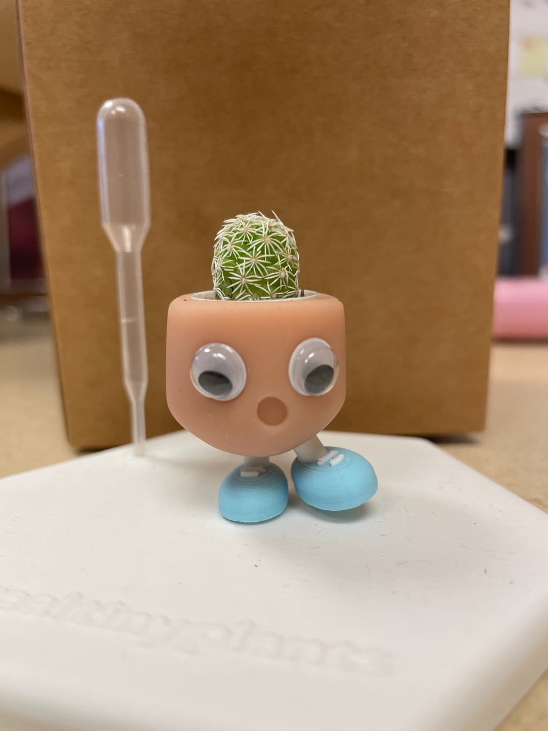 Customer photo review of Thimble Cactus