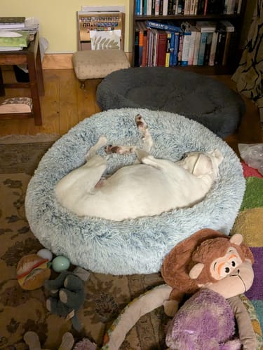 Customer photo review of Super Plush Donut Bed
