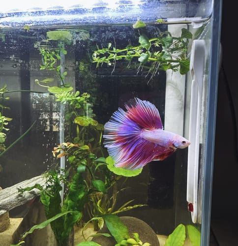 Customer photo review of Purple Halfmoon Male Betta Fish | You Pick Fish | Order Directly From Farm
