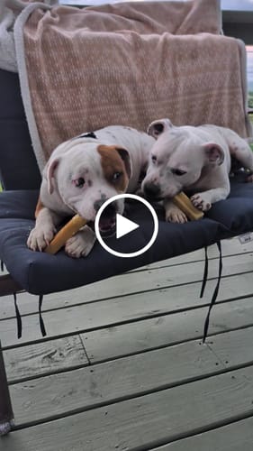 Customer video review of Extra Large Yak Milk Dog Chews - 5 lbs box