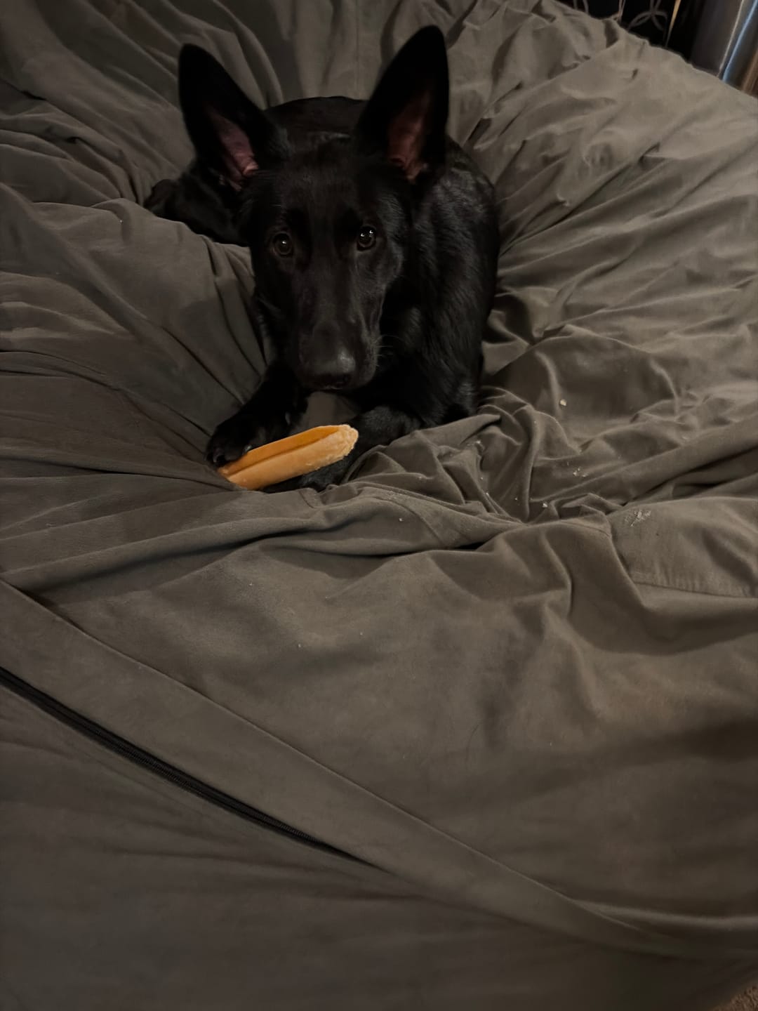 Customer photo review of Himalayan Yak Chew (LARGE)