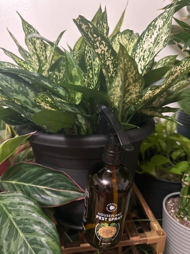 Customer's Houseplant Pest Spray bottle placed in front of a large, leafy green houseplant.
