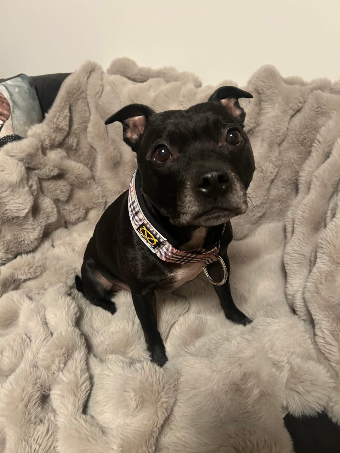 Customer photo review of Staffordshire Bull Terrier 1935® Martingale Collar - Staffburry Beige