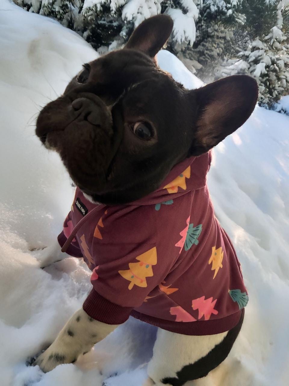 Customer photo review of Christmas Dog Hoodie - Candy Trees