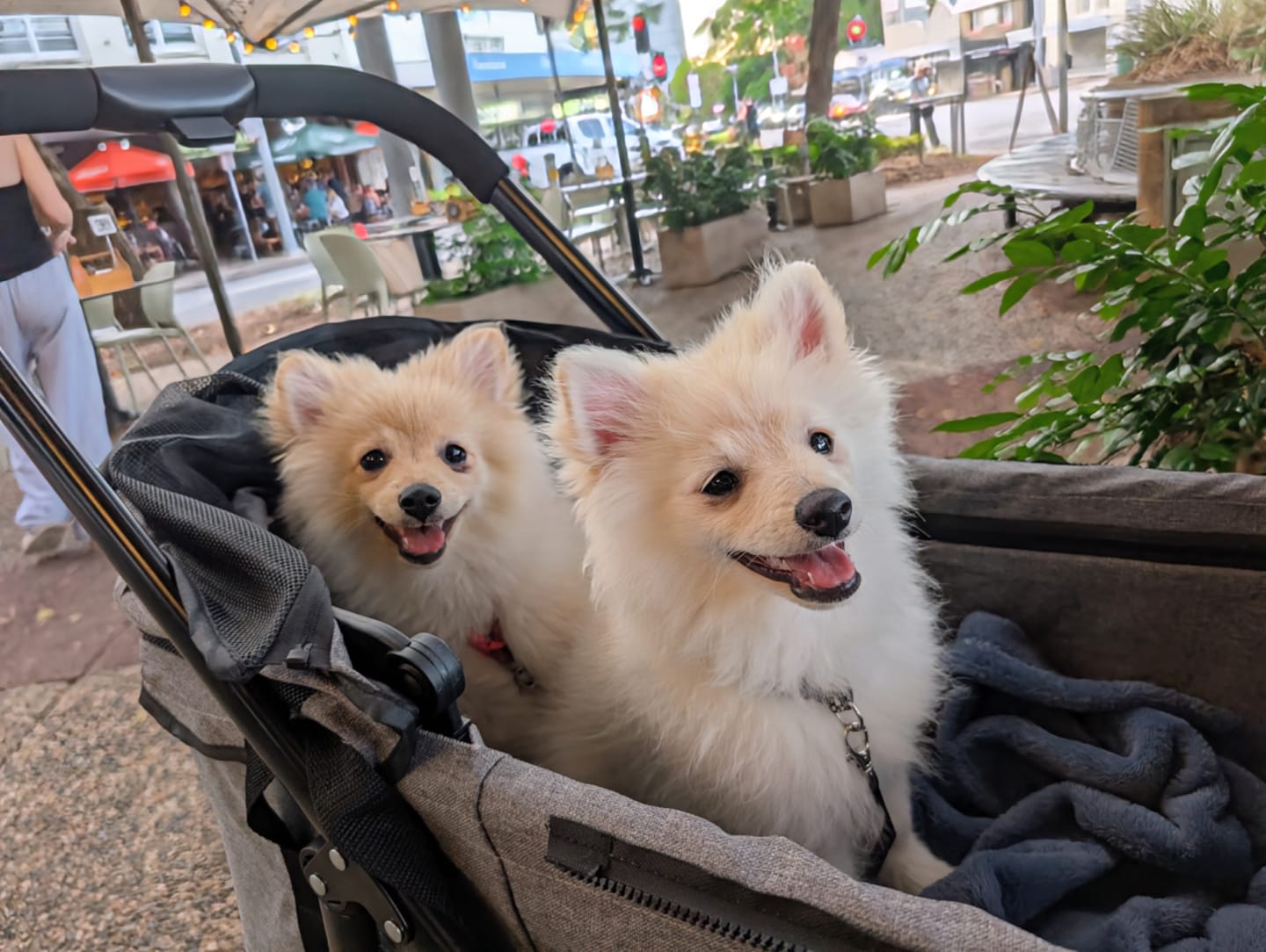 Customer photo review of Large Dog Stroller Cruiser