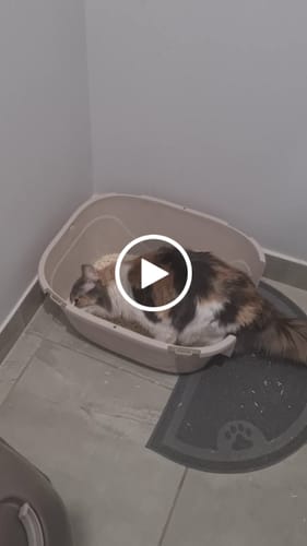 Customer video review of Michu Mixed Tofu Cat Litter Lite 6L – Flushable, Eco-Friendly & Odour Control