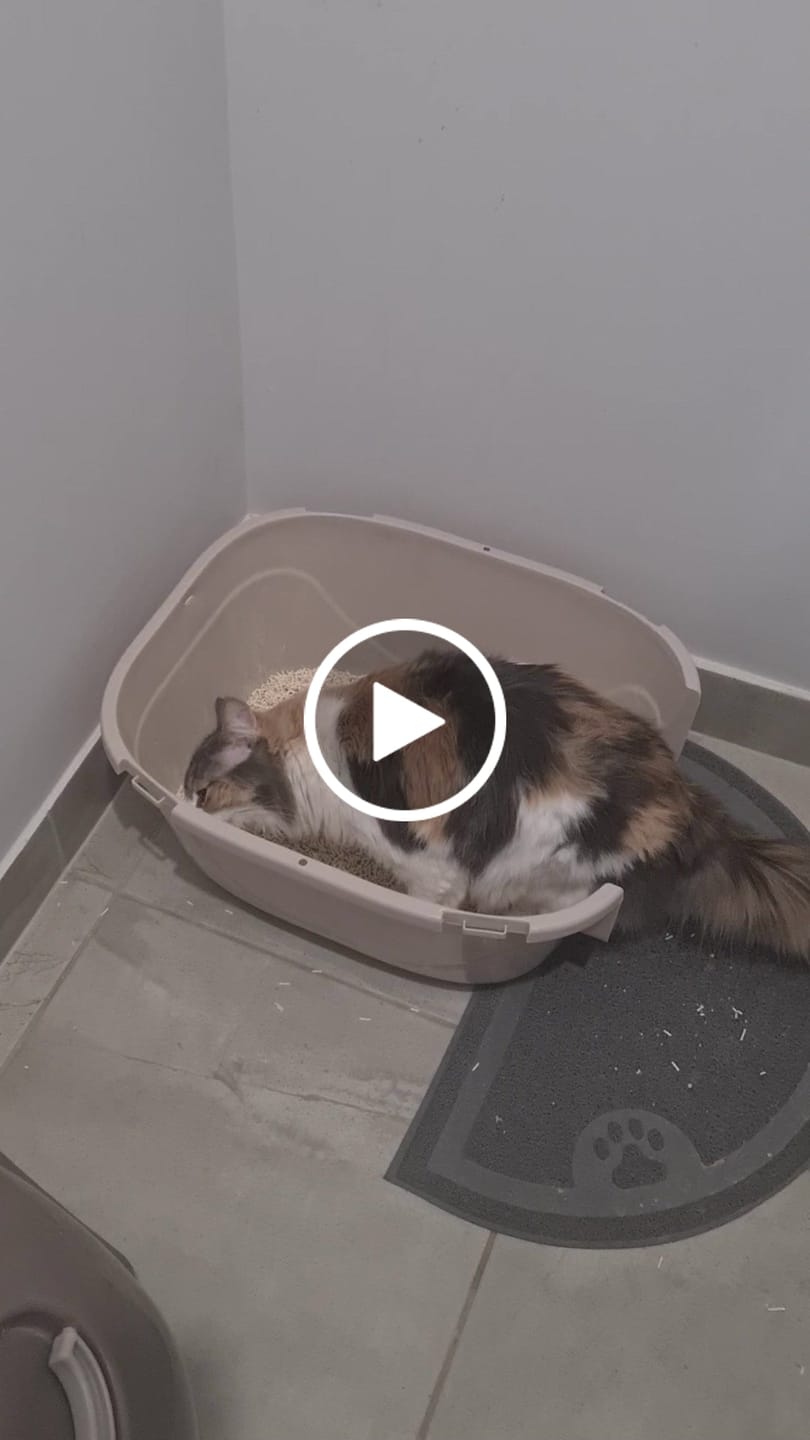 Customer video review of Michu Mixed Tofu Cat Litter Lite 6L – Flushable, Eco-Friendly & Odour Control