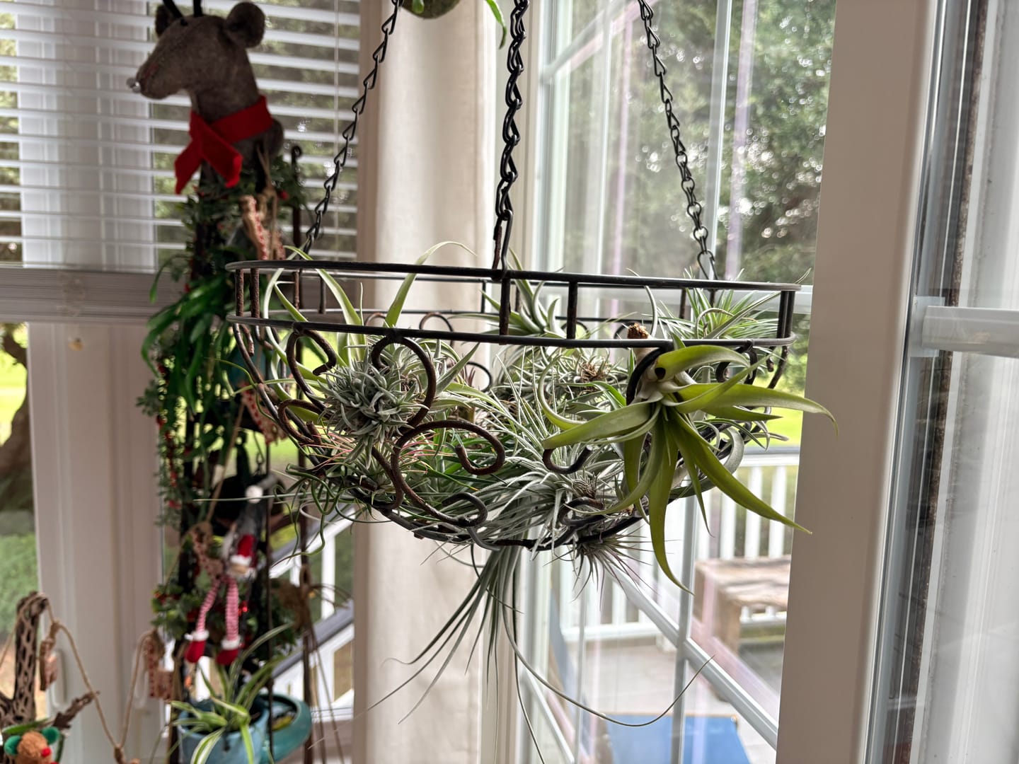 Customer photo review of **Air Plant Mystery Box**  (ALL TIERS BACK IN STOCK!)