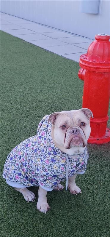 Customer photo review of Vintage Flower Dog Hoodie - Light Grey