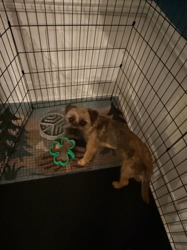 Customer photo review of FreezShamrock - Premium Enrichment Toy