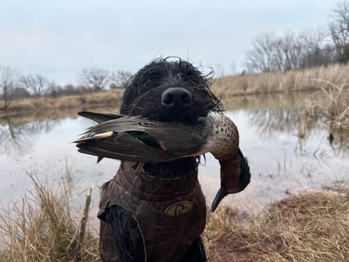 Customer photo review of CQ2 Duck Call