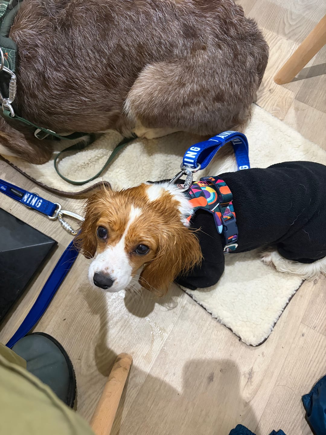 Customer photo review of Awareness Multi-Way Lead