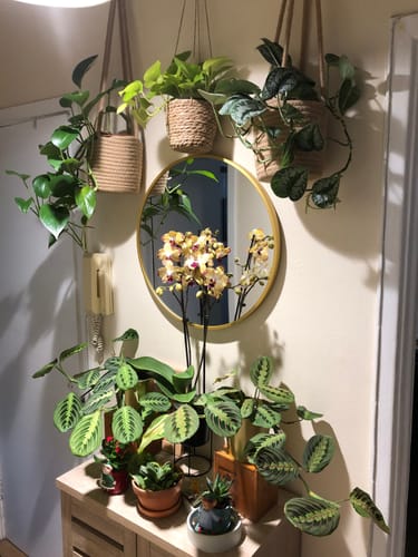 Customer photo review of Pianta Grow Light LED Bulb