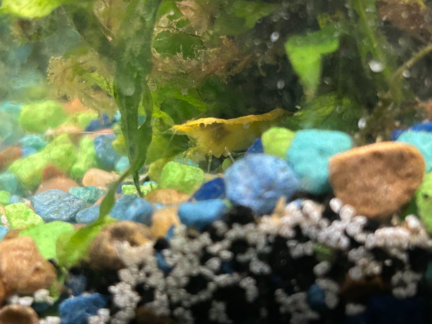Customer photo review of Neon Yellow Shrimp "NEW"