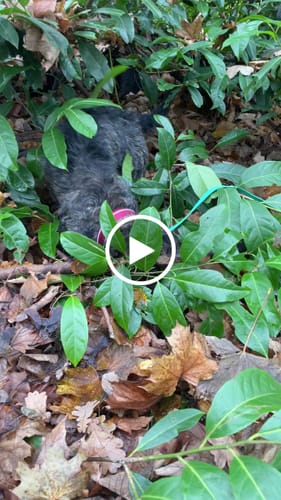 Customer video review of 3cm Slip on Collar | Foam Padded - Burgundy