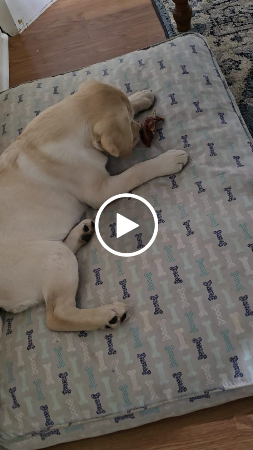 Customer video review of Chewy Ostrich Knee Tendon: The Satisfying, Joint-Supporting Chew