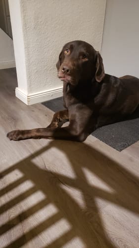 Der Labrador eines Kunden liegt nach der Einnahme von Relax Time ruhig und zufrieden auf dem Boden.