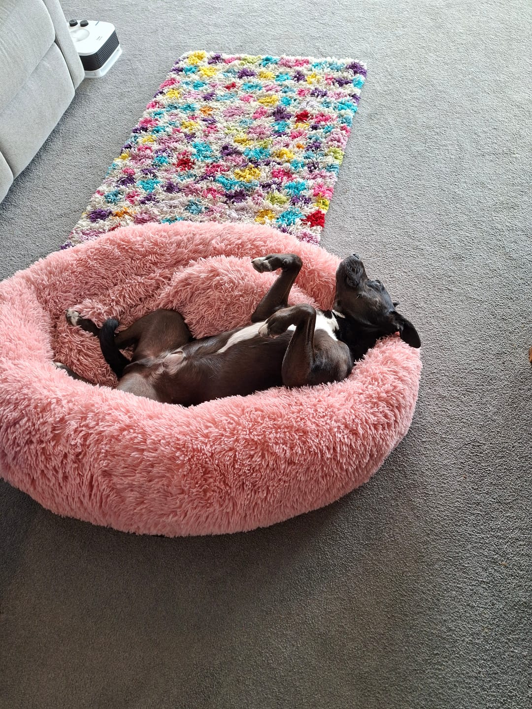 Customer photo review of Brooklyn® Deep Sleep Pet Bed