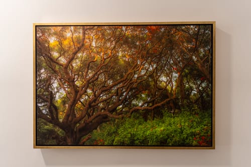 Customer photo review of Light Of The Ancient Oak