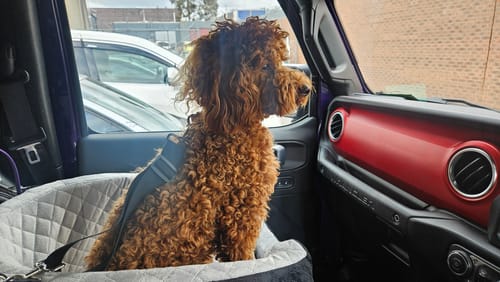 Customer's brown cavoodle sitting in the quilted Dog Car Booster Seat and looking out the car's passenger window.