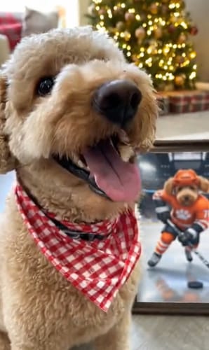 Customer photo review of Artzuzu Custom Portrait For Pets - The Ice Hockey Player