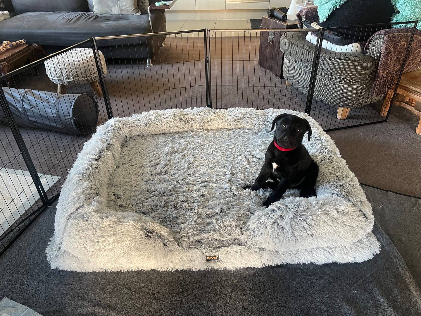 Customer photo review of Pet Orthopaedic Bed