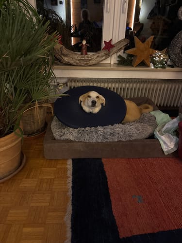 Hund eines Kunden mit einer blauen Halskrause erholt sich in seinem Bett. Der Kunde nutzt Relax Time zur Unterstützung.