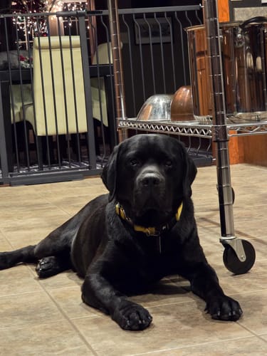 Customer photo review of FairyBaby 40" Extra Tall Auto Close Big Dog Gate