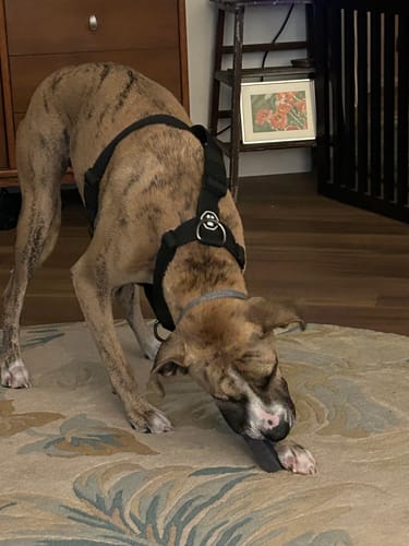 A customer's brindle dog in a black harness chews on a Long-Lasting Yak Chew while on a floral rug.
