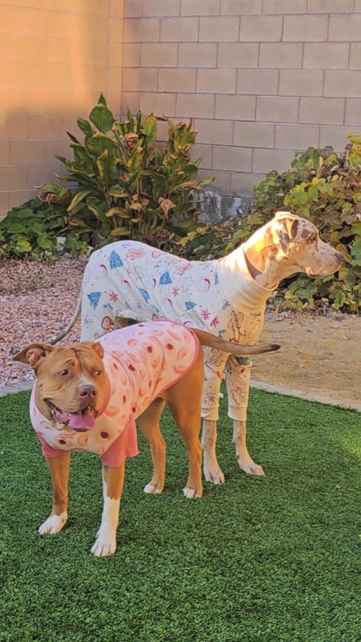 Customer photo review of Dog Christmas Pajama - Frosty Night