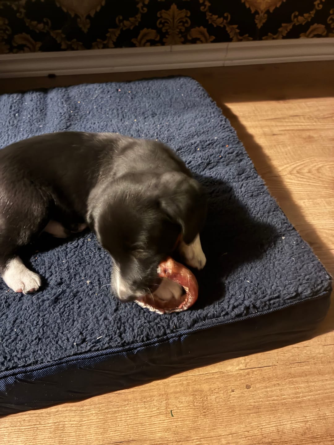 Customer photo review of Small Bully Stick Ring