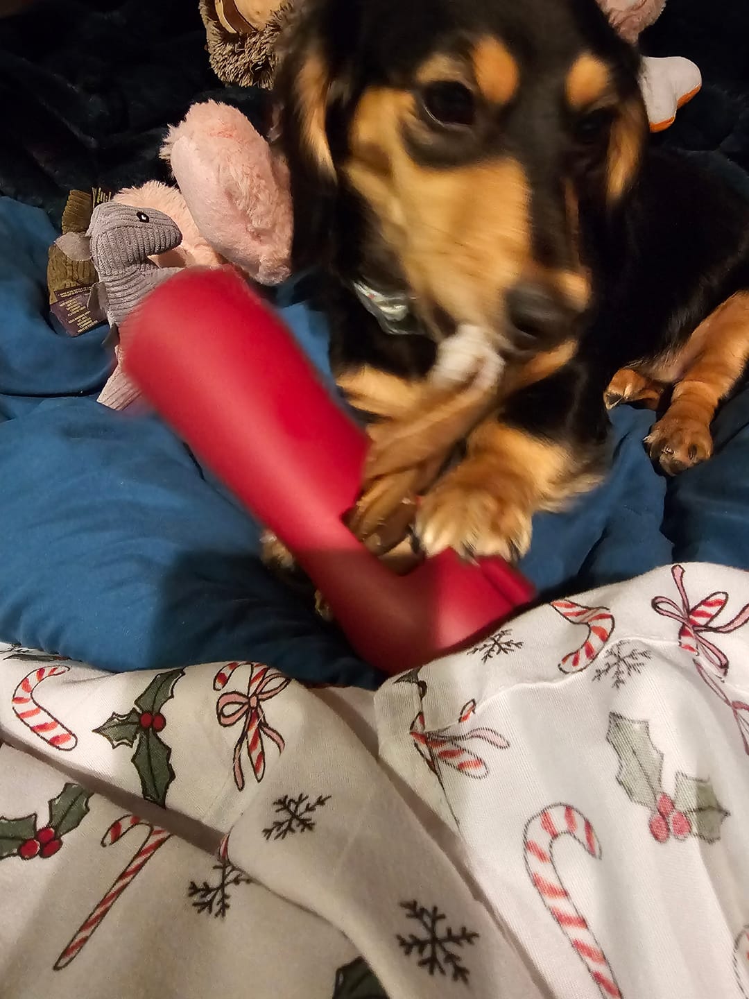 Customer photo review of Bully Stick Safety Holder