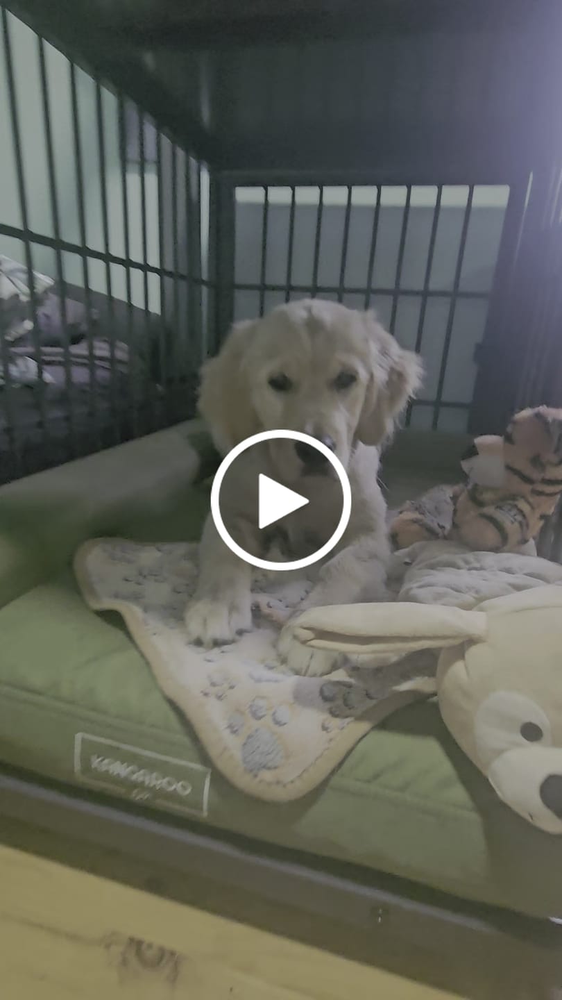 Customer video review of Pillow Edge Crate Mat Cover