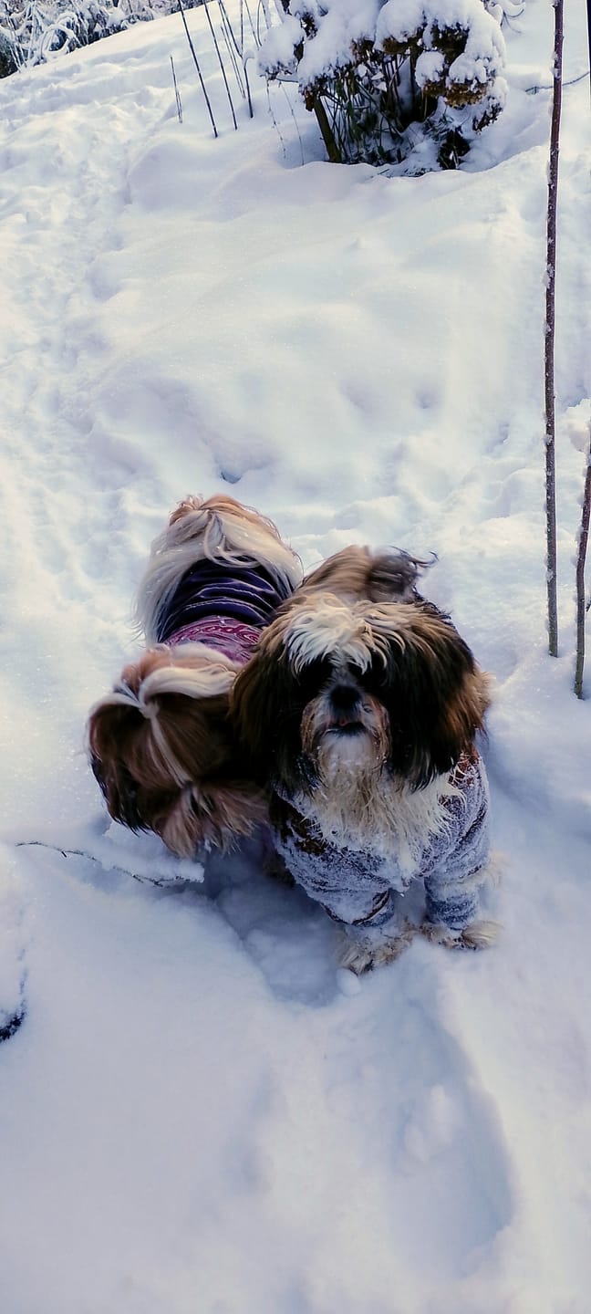 Customer photo review of Stretchy Fleece Dog Leg Warmer Sleeves