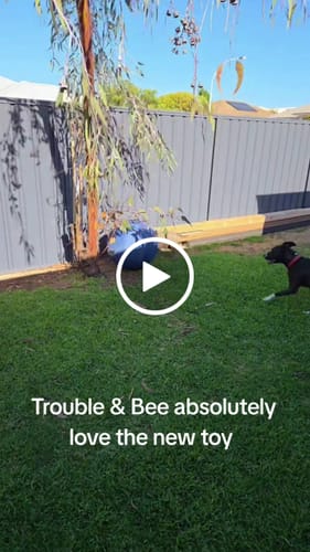 Customer video review of Herding Ball