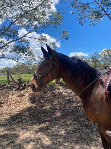 Customer photo review of HW Micklem 2 Multi-Bridle