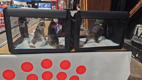 Customer photo review of Cage d'exposition pliable (Chat)