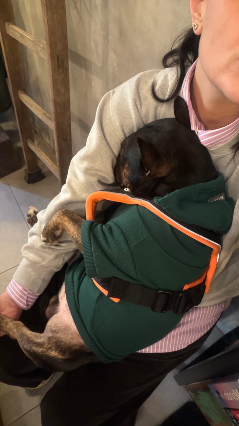 Customer photo review of Slip on Harness | Foam Padded - Black x Orange