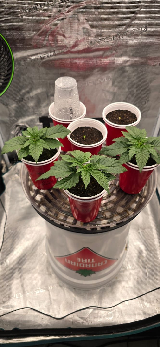 Customer photo review of CANNA Coco Professional Plus 50 L