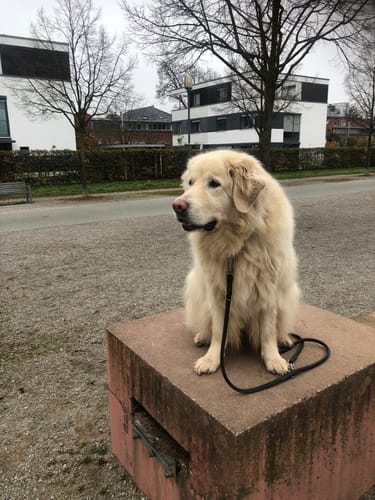 Kundenbewertung für Lucky Belly: Ein großer, heller Hund sitzt im Freien auf einem Betonblock.