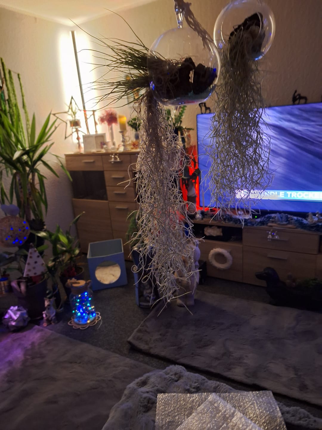 Customer photo review of Tillandsia schiedeana major - Mini Pulk