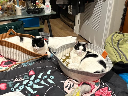 Customer photo review of Instinct Basket | Handwoven & Chemical-Free Cat Territory