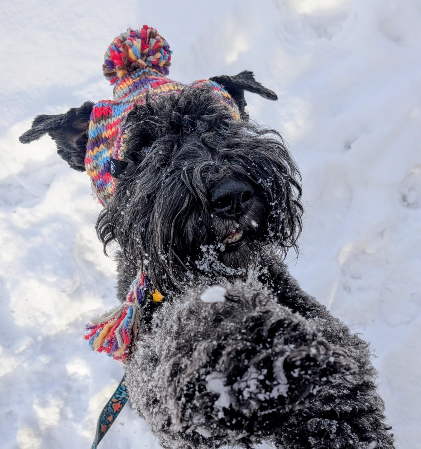 Customer photo review of Knit Pom Pom Dog Beanie Hat - Kaleidoscope