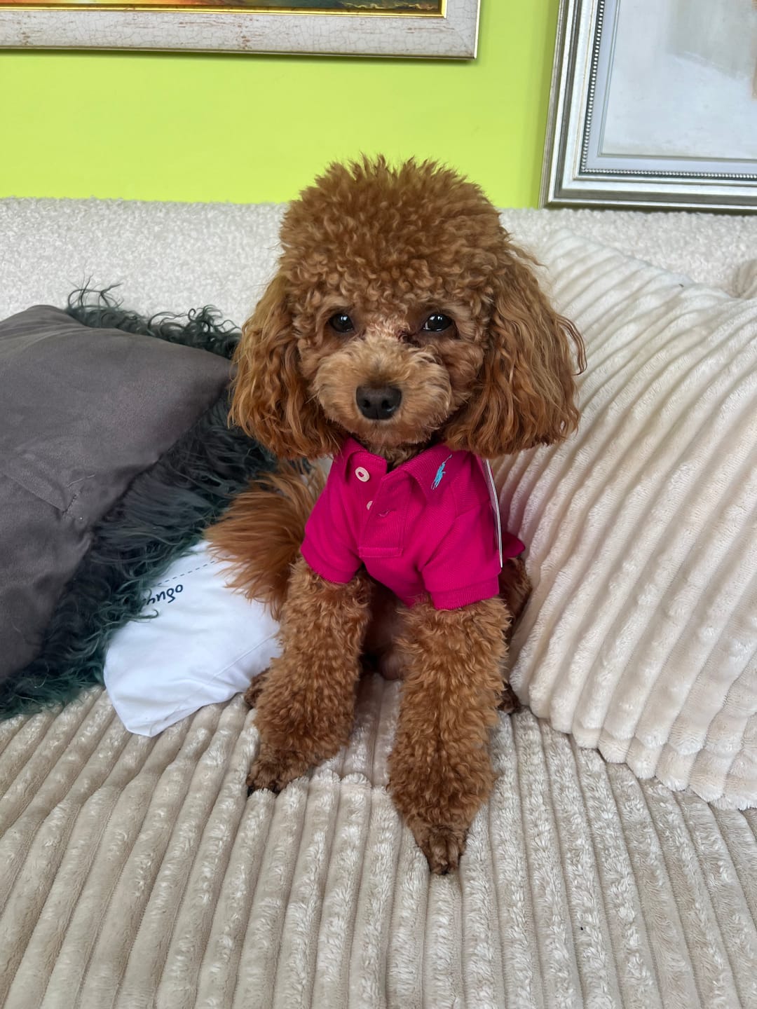Customer photo review of Polo Ralph Lauren Cotton-Mesh Dog Polo Shirt (Fashion)