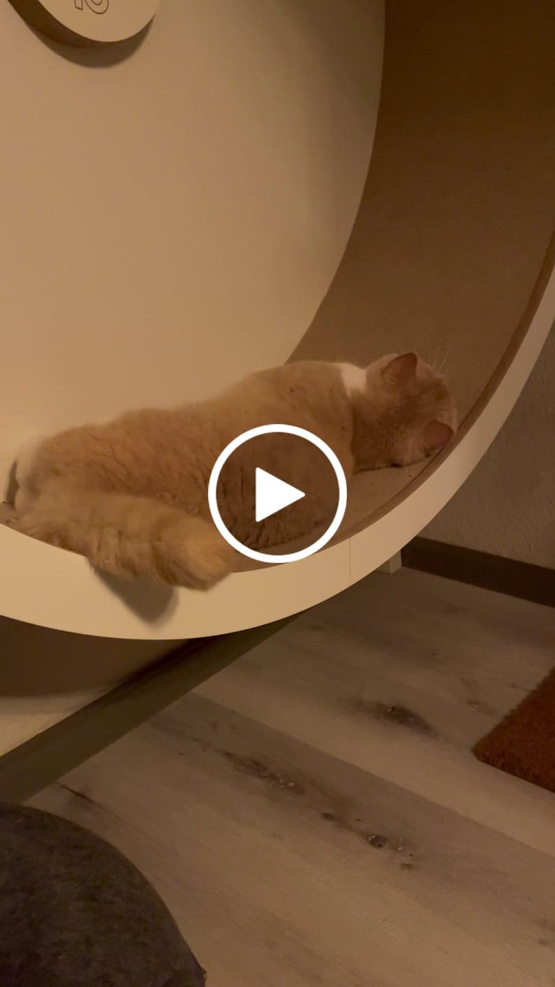 Customer video review of Elmato Katzenlaufrad Rocky Wandlaufrad