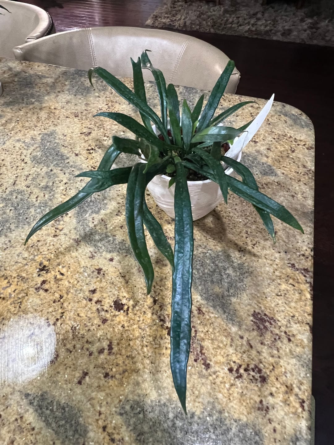 Customer photo review of Fern Microsorum thailandicum 'Blue Oil Fern'