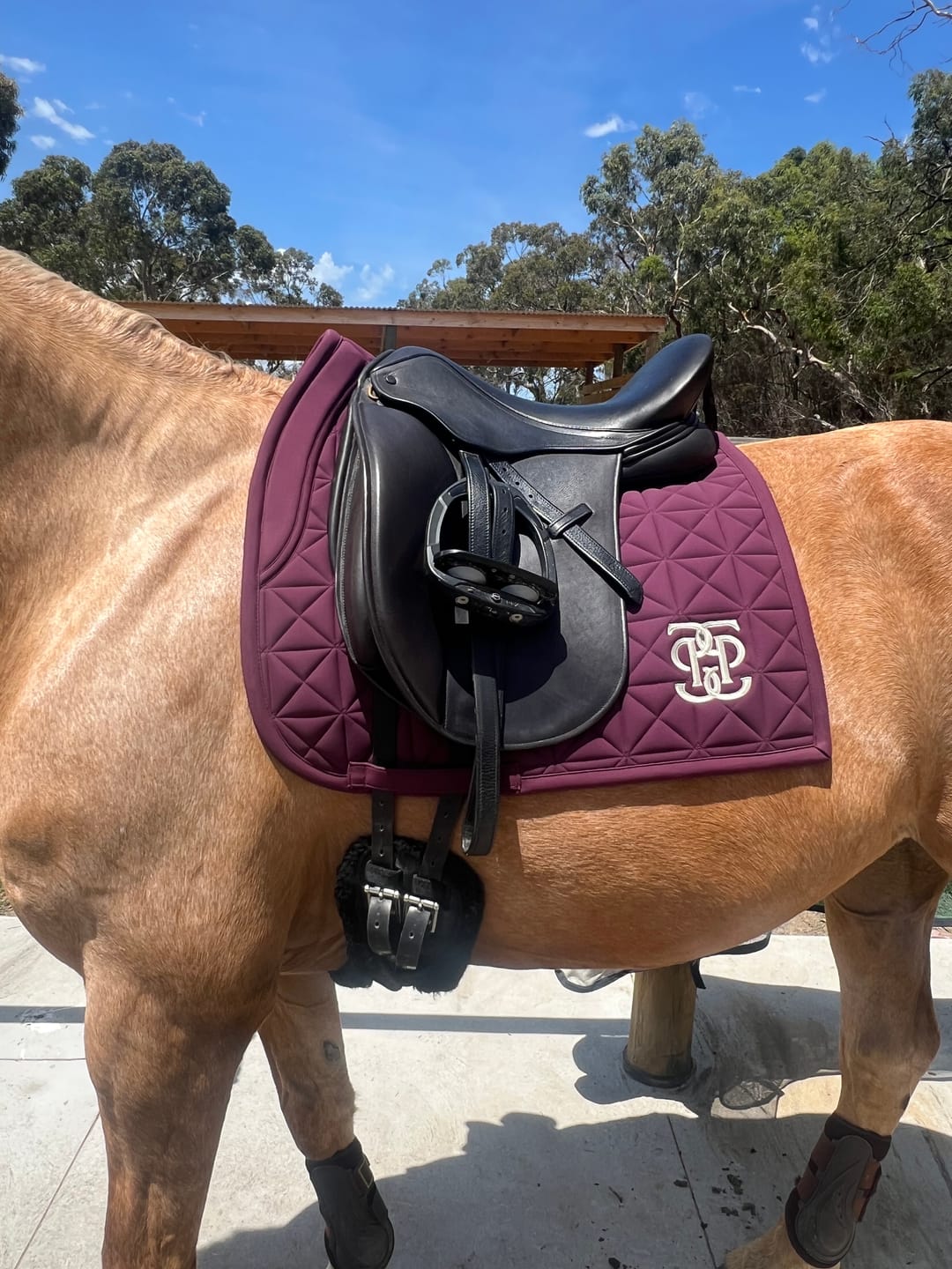 Customer photo review of PSOS Dressage Pad Diamond Quilt