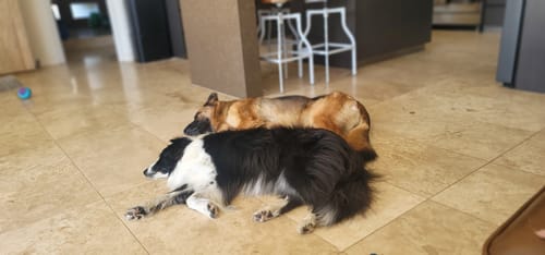 Customer photo review of New Hemp Seed Oil for Large Dogs (500ml)