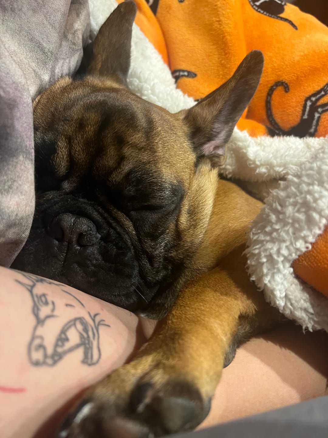Customer photo review of Best Breeders ALL BREED Adult (25/13) ar zivīm un rīsiem